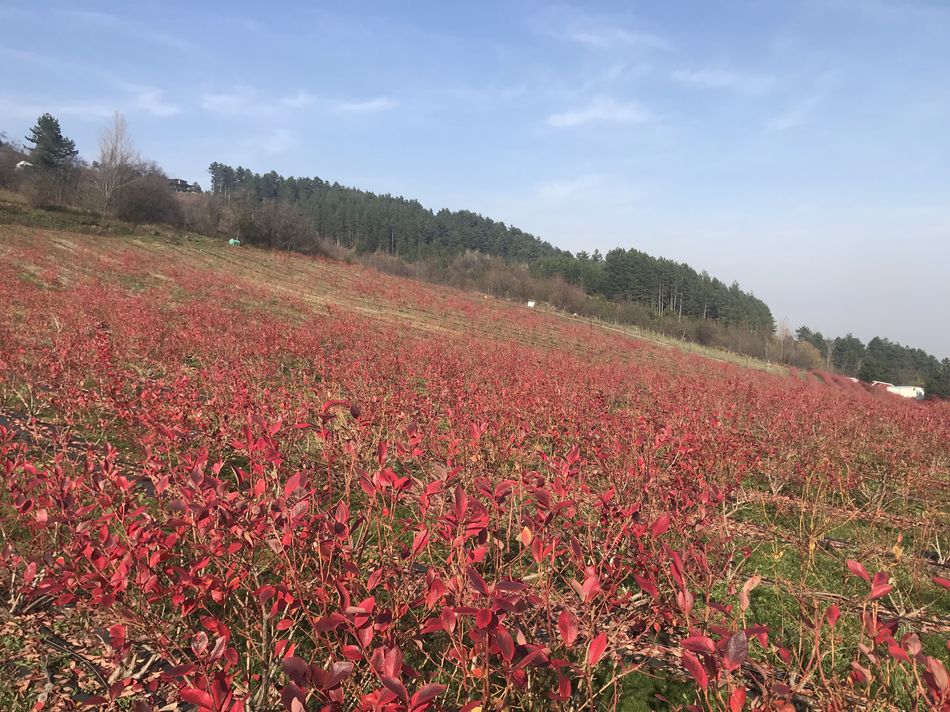 Sonbaharda kızaran yaban mersini bahçesi